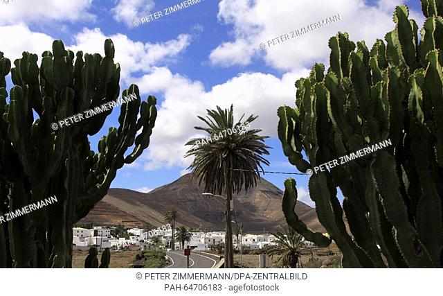 Cacti and palm tree on a street in Yaiza near the Timanfaya National Park on the Canary Island Lanzarote, Spain, 09 October 2015