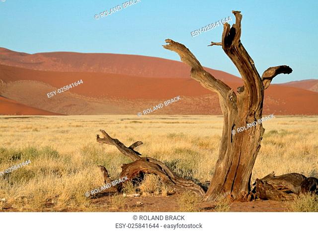 the namib desert with the deadvlei and sossusvlei in namibia