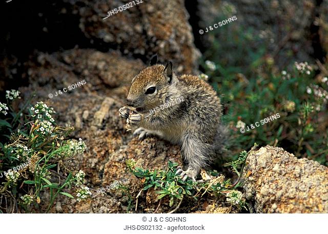 California Ground Squirrel, Citellus beecheyi, Monterey, California, USA, young feeding