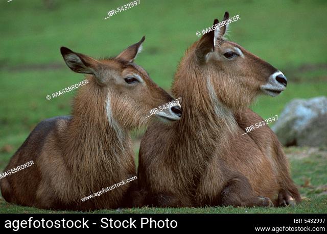 Defassa Waterbucks, females, resting (Cobus ellipsiprymnus defassa), Defassa-Wasserboecke, Weibchen, ruhend, [Saeugetiere, mammals, Huftiere