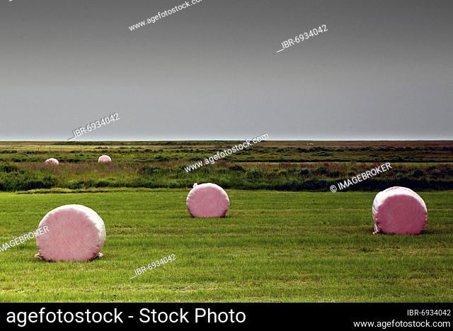 Field with pink hay bales, Rauðasandur, Snæfellsnes, Snäfellsnes peninsula, west coast, Iceland, Europe