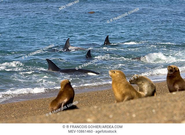 Killer whale / Orcas practicing intentional stranding below a group of South American Sealions resting on a beach (Orcinus orca). Patagonia