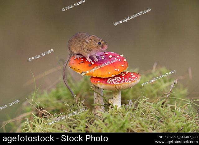 Harvest Mouse (Micromys minutus) adult standing on Fly Agaric (Amanita muscaria) fungus, Suffolk, England, October, controlled subject