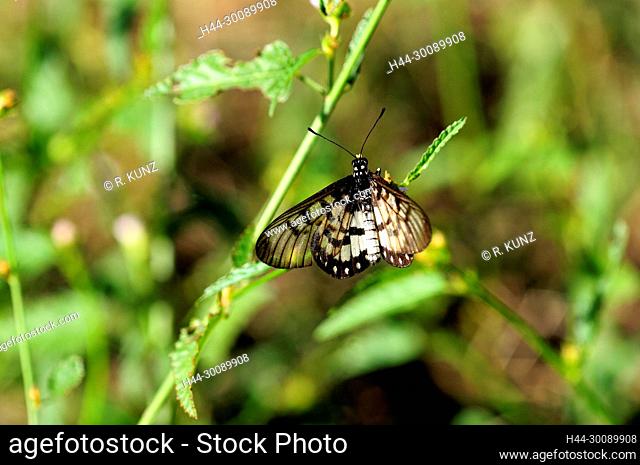 Glasswing, Acraea andromacha, Nymphalidae, butterfly, insect, animal, Kakadu National Park, Northern Territory, Australia