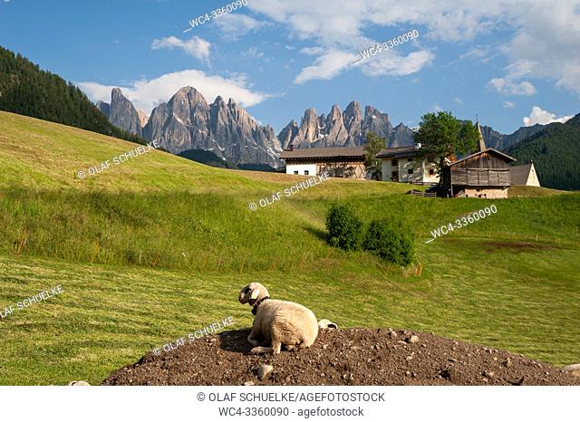 St. Magdalena, Villnoess, Trentino-Alto, South Tyrol, Italy, Europe - Sheep in the Nature Park of the Villnoess Valley with Dolomite mountains of the Puez...
