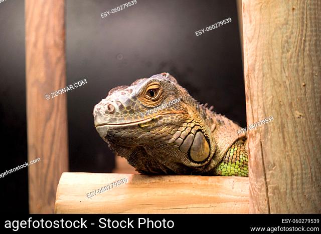 Close-up Head of Green Iguana on branch