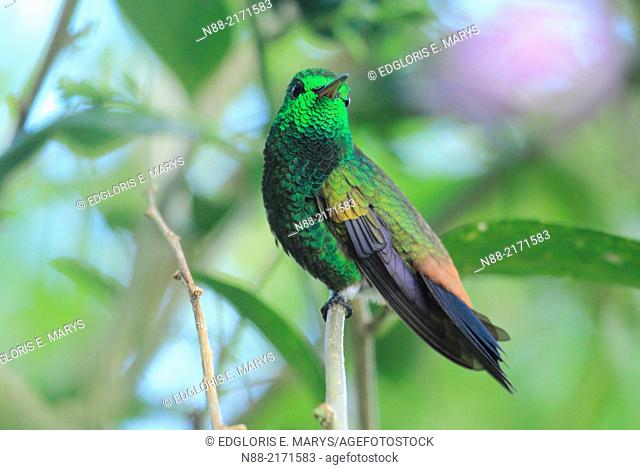 Cooper rumped Hummingbird in Topotepuy gardens Oripopo Venezuela