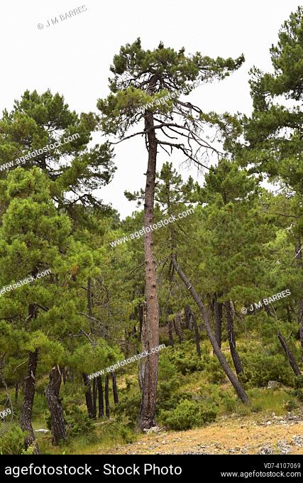 Maritime pine (Pinus pinaster) is an evergreen tree native to western Mediterranean basin, from Portugal and Morocco to Italy and Algeria