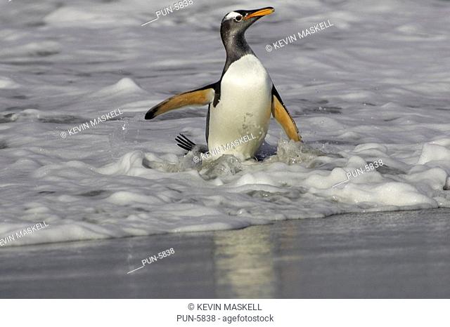 Gentoo penguin Pygoscelis papua coming ashore at Sea Lion Island