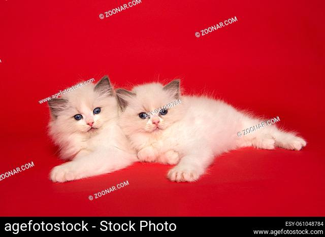Two cute ragdoll kittens with blue eyes lying down together on a red background