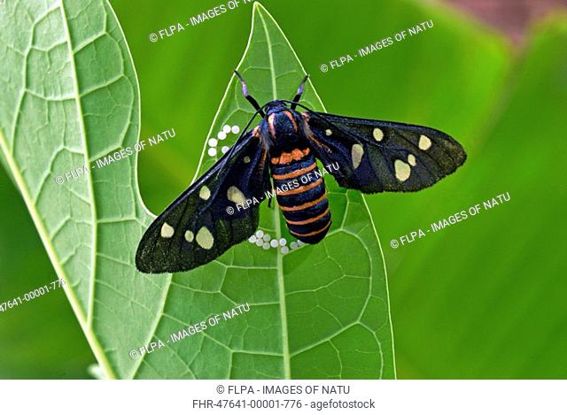 Spotted Moth Syntomis montana adult female, laying eggs on Papaya Carica papaya host plant, Trivandrum, Kerala, India