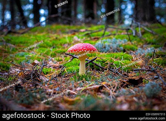 Red fly agaric mushroom grows in forest. Beautiful season plant growing in nature