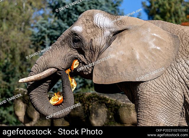African bush elephant (Loxodonta africana) enjoys a pumpkin prepared by breeders within the Ghost Week at the Dvur Kralove Zoo, in Dvur Kralove nad Labem
