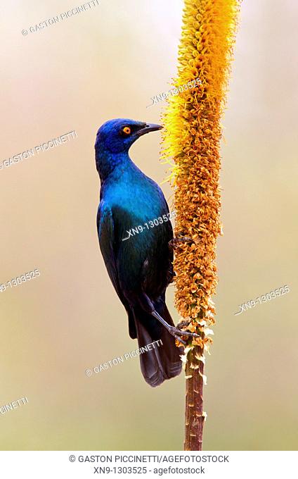 Cape Glossy Starling (Lamprotornis nitens), eating from the Skirt aloe (Aloe alooides), Kruger National Park, South Africa