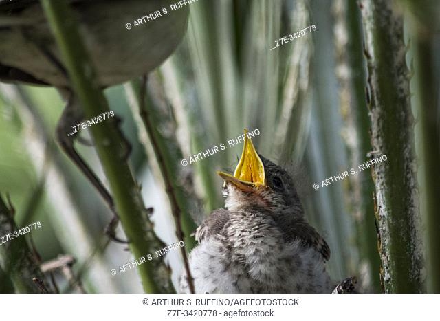 Florida mockingbird chick crying to be fed. Nest built in a Florida Chinesese fan palm tree (Livistona chinensis). The Florida Mockingbird (Mimus polyglottos)...