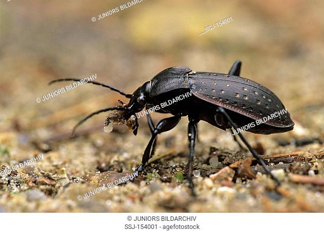 garden ground beetle / Carabus hortensis