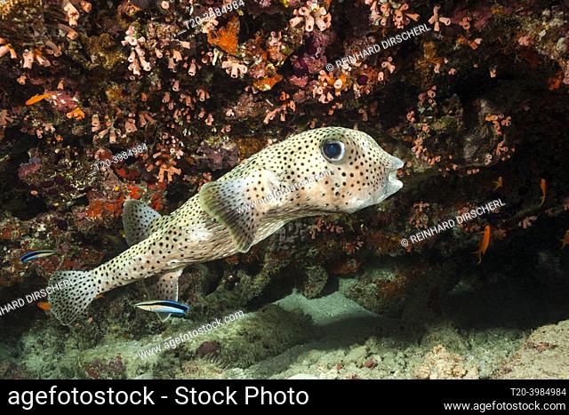 Porcupinefish cleaned by cleander fish, Diodon hystrix, North Male Atoll, Indian Ocean, Maldives