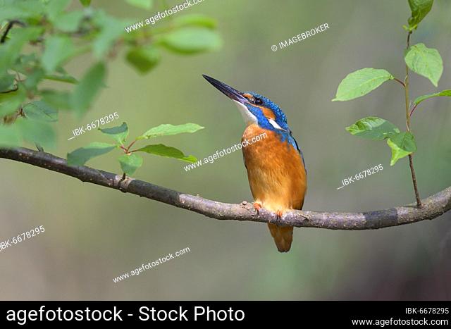 Common kingfisher (Alcedo atthis), male on his natural perch, Danube floodplain, Baden-Württemberg, Germany, Europe