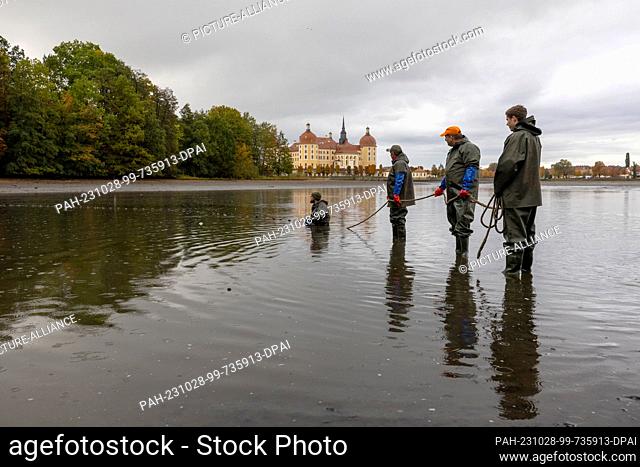 28 October 2023, Saxony, Moritzburg: Four fishermen hold a rope from the net at the traditional fishing at the castle pond in front of the castle