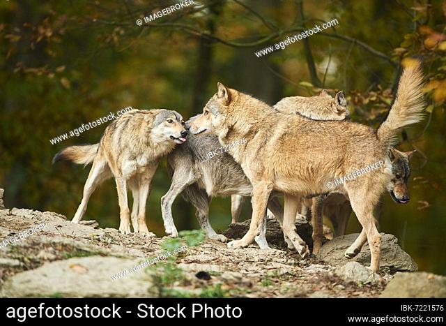 Eastern wolf (Canis lupus lycaon), pack, standing on a hill, Bavaria, Germany, Europe