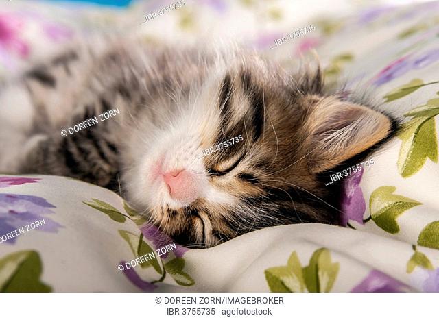 Siberian Forest Cat, sleeping kitten