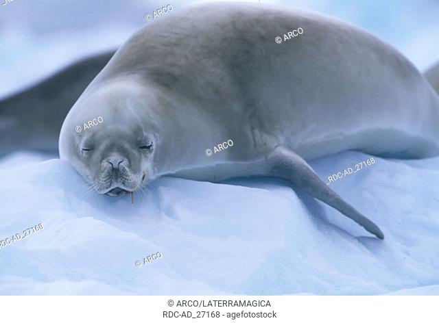 Crabeater Seal Antarctica Lobodon carcinophagus