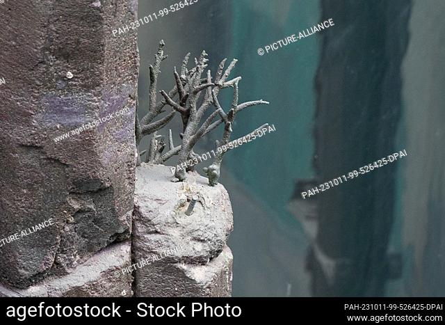 11 October 2023, Berlin: An artificial coral is seen in the destroyed aquarium after a press conference to present the expert report on the cause of the...