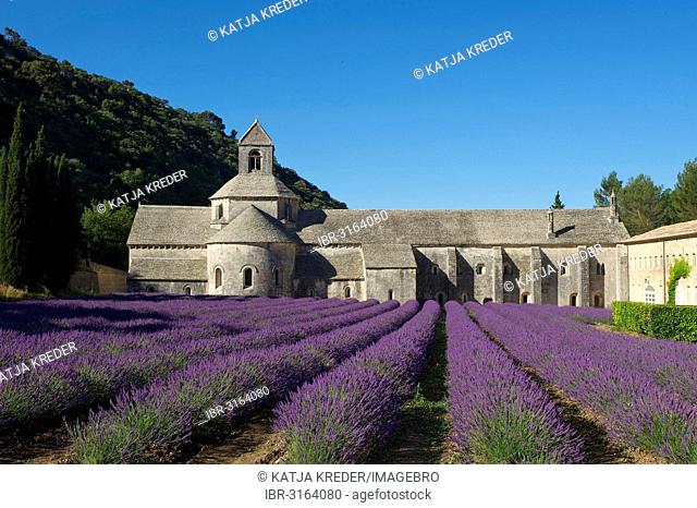 Sénanque Abbey, Cistercian abbey, Abbaye de Senanque with a lavender field