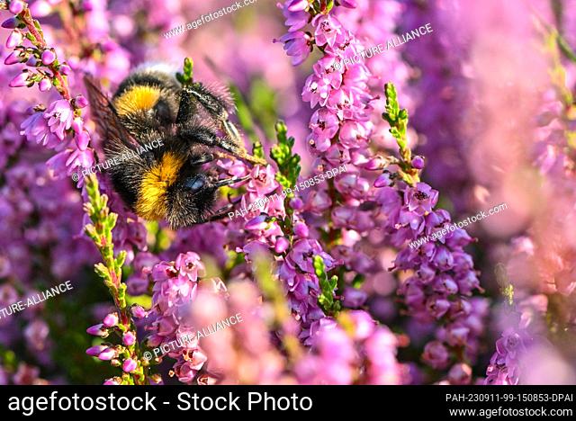 11 September 2023, Brandenburg, Krausnick: A bumblebee searches for nectar in the blooming heath on the dry meadows in front of the Tropical Islands bathing...