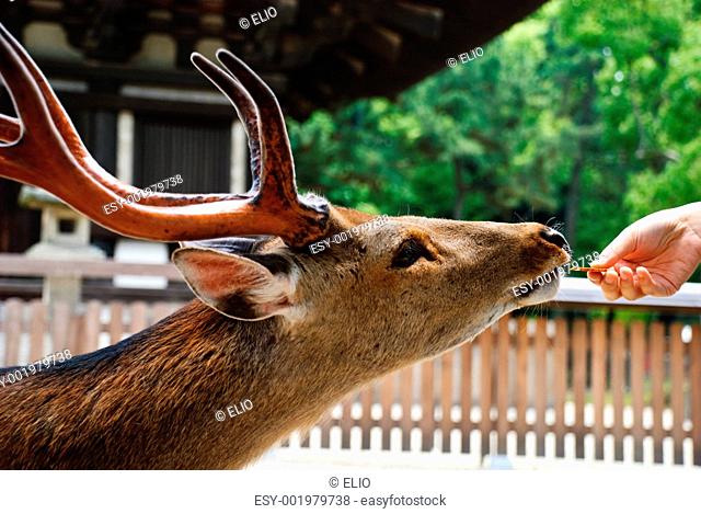Deer eating from a human hand