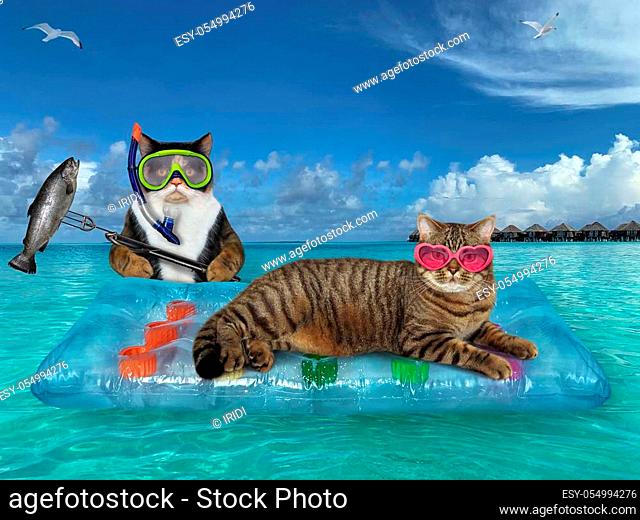 The two cats are relaxing on a blue air bed in the sea in the Maldives together. One of them is in a pink heart shaped sunglasses