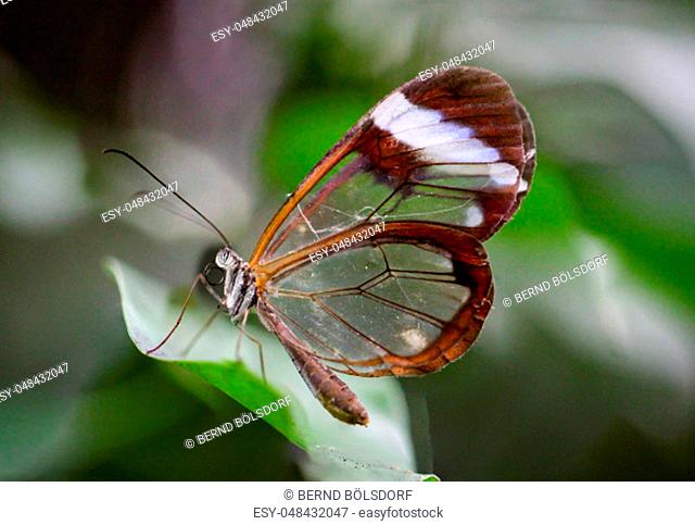 butterfly with glass wing