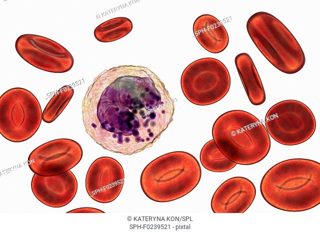 Basophil white blood cell and red blood cells, computer illustration. Basophils are the smallest and least common of the white blood cells