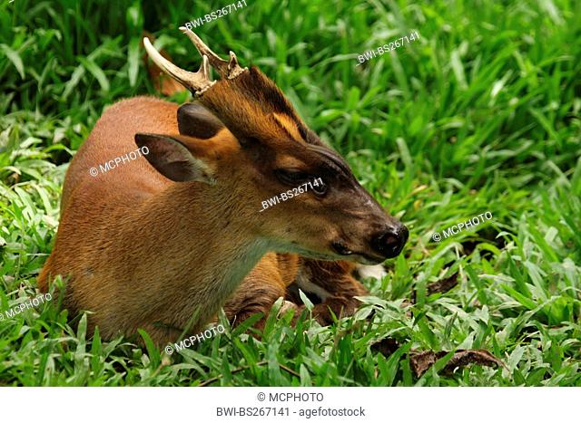 Southern Red Muntjac, Barking Deer, Bornean Red Muntjac, Indian Muntjac, Red Muntjac, Sundaland Red Muntjac Muntiacus muntjak, male sitting among foliage plants