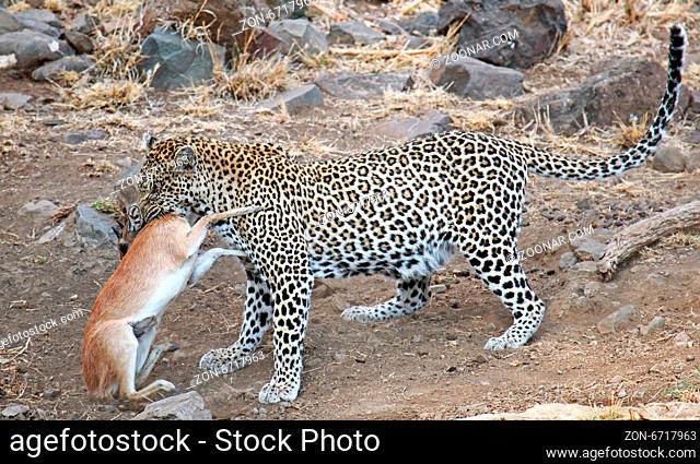 Leopard mit Sharpe-Greisbock als Beute, Kruger Nationalpark, Südafrika; leopard with sharpe's grysbok as prey, Kruger National Park, South Africa