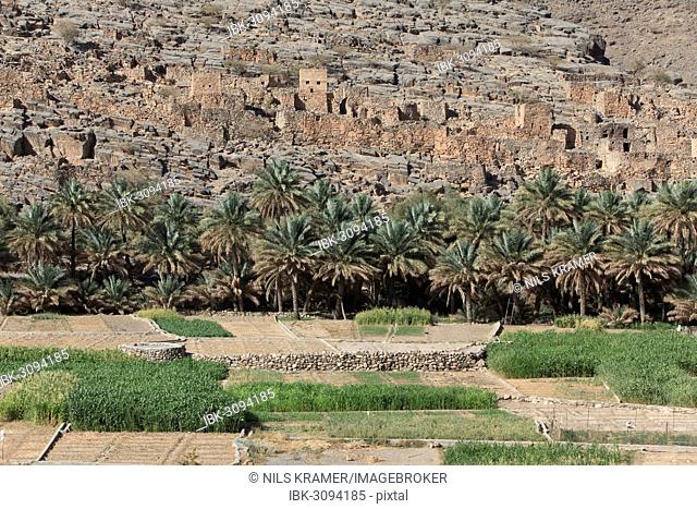 Oasis with date palms and green fields in front of the historic ruins of the village of Al Hajir, Jebel Shams, Al Hajar Mountains, Al Hajir, Ad Dakhiliyah, Oman