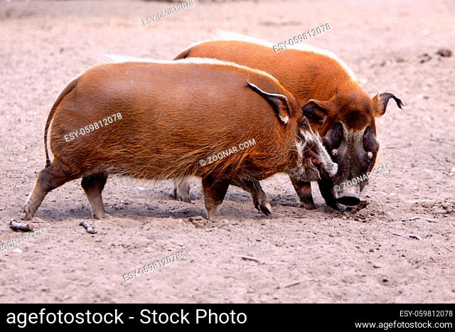 Pinselohrschweine