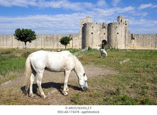 Camargue Horses, old town wall, Aigues-Mortes, Camargue, Southern France