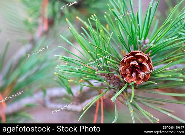 Ripe pine cone on a branch is spreading its seeds with the wind as delicious snack for squirrels and other rodents in a natural forest growing to new pine trees...