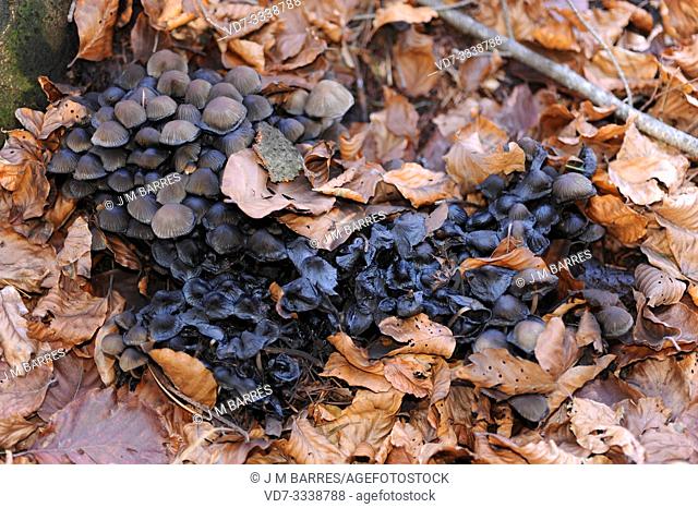 Ink mushroom (Coprinus atramentarius). Fungus colony partly deliquescent in beech forest. This photo was taken in Montseny Biosphere Reserve, Barcelona province