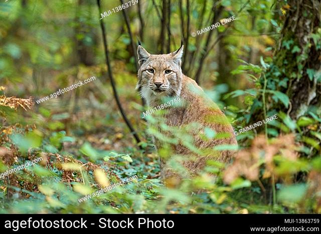 European Lynx, Lynx lynx