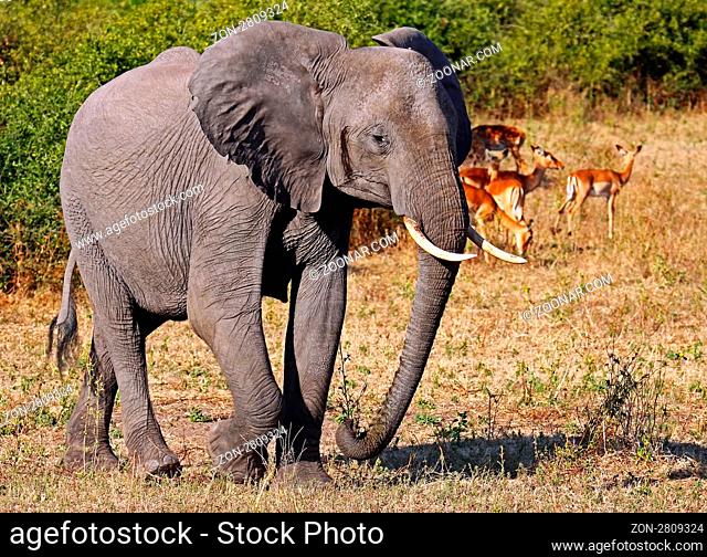 Afrikanischer Elefant (Loxodonta africana) im Chobe Nationalpark, Botswana