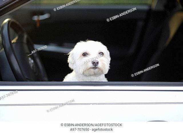 Lonely white dog waits in car for master