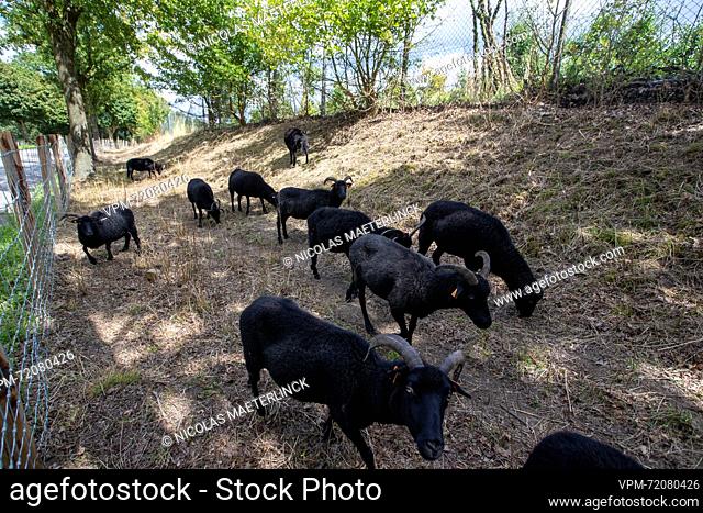 Illustration picture shows Hebridean sheep, in Brakel, Tuesday 15 August 2023. The municipality of Brakel decided to use Hebridean sheep to get Japanese...
