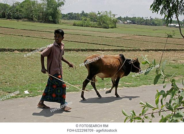 person, cow, male, bangladesh, people