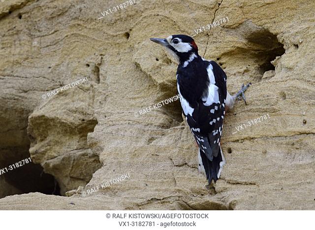 Greater / Great Spotted Woodpecker ( Dendrocopos major ) adult male, nest robber, searching for food in a Sand Martin ( Bank Martin ) colony