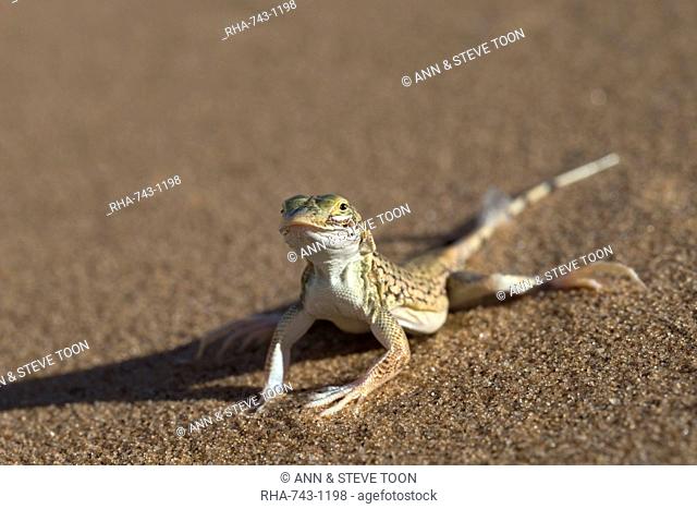 Shovel-snouted lizard (Meroles anchietae), Namib Desert, Namibia, Africa
