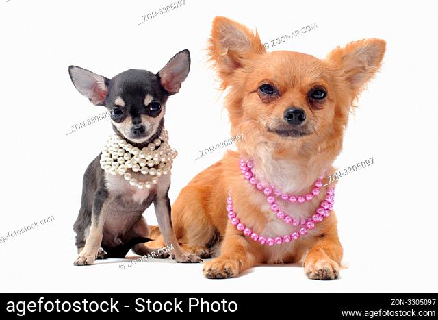 portrait of a cute purebred chihuahuas with pearl collar in front of white background