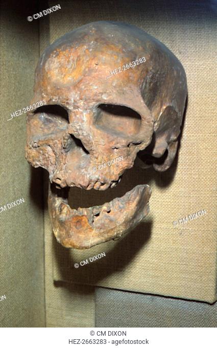 Cromagnon Skull Upper Paleolithic from France, c50, 000BC-c10, 000 BC. Artist: Unknown