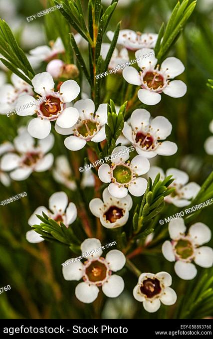 Close up view of a beautiful bush of white spiraea flowers